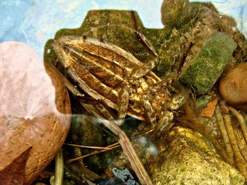 What is is? What will it be in the spring?