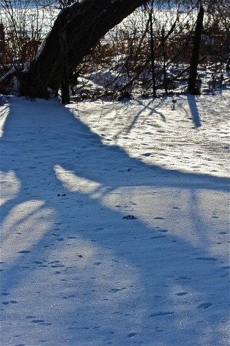 blue morning shadows
