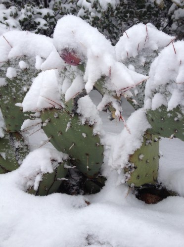 cacti under snow