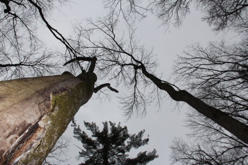 the trees are rejoicing