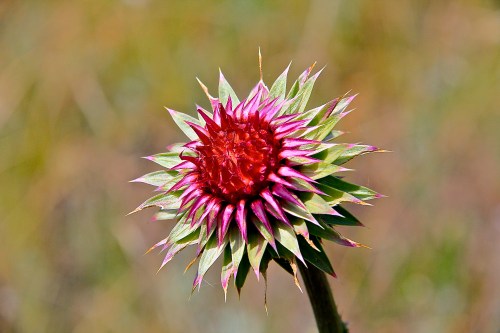 thistle
