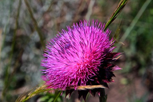 thistle