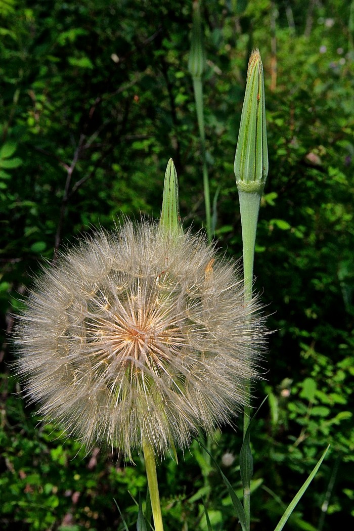 goats beard