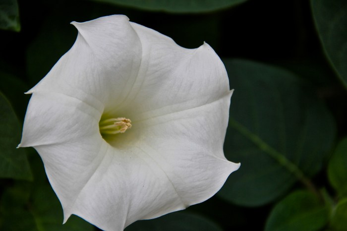 moonflower