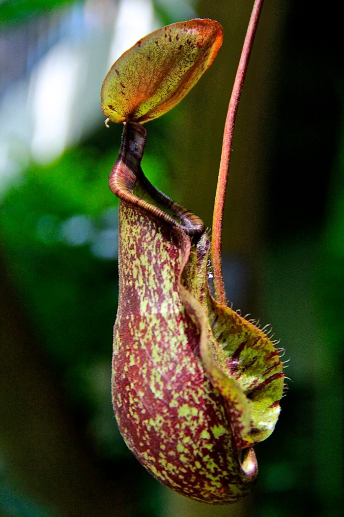 An exotic flower from the botanical exhibit at Olbrich Garden.