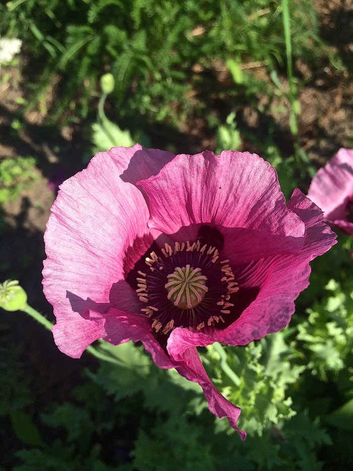 poppy