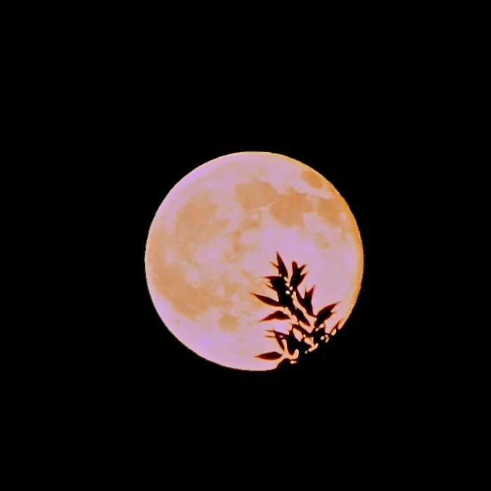 strawberrymoon16